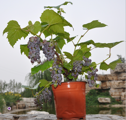 盆栽葡萄展示